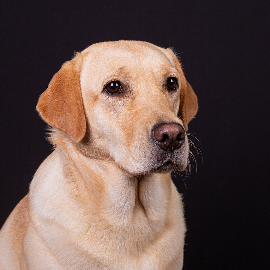 demnächst mehr Infos...