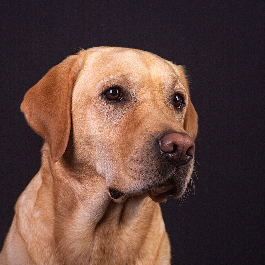 Maja, geb. Halina vom Littard